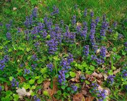 Ajuga-reptans