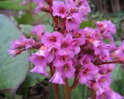 Bergenia-cordifolia