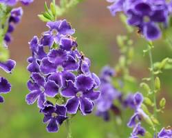 Duranta-repens