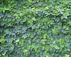 Ficus-repens