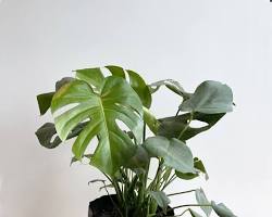 Monstera-deliciosa
