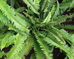 Nephrolepis-cordifolia-(Helecho-serrucho)