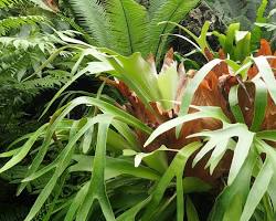 Platycerium-bifurcatum-(Cuerno-de-alce)