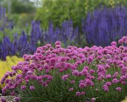 Armeria maritima (Clavelina de mar)