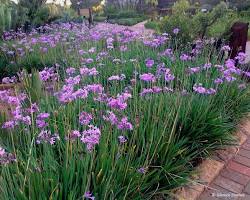 Tulbaghia violacea (Ajo de jardín)